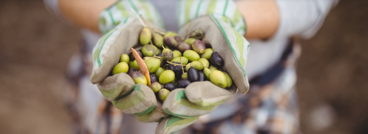 Oleya-foods-Kit-Digital